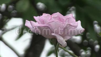 这种混合茶的淡紫色玫瑰，是如何被称为蓝月`。